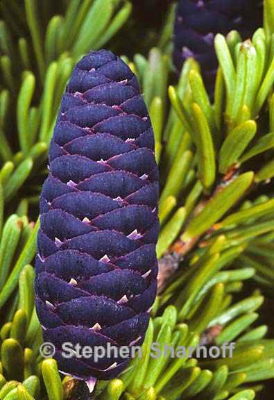 mountain hemlock cone graphic